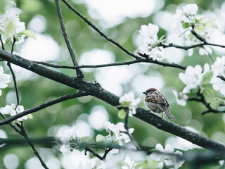 怎样炸好油炸糕不裂口子